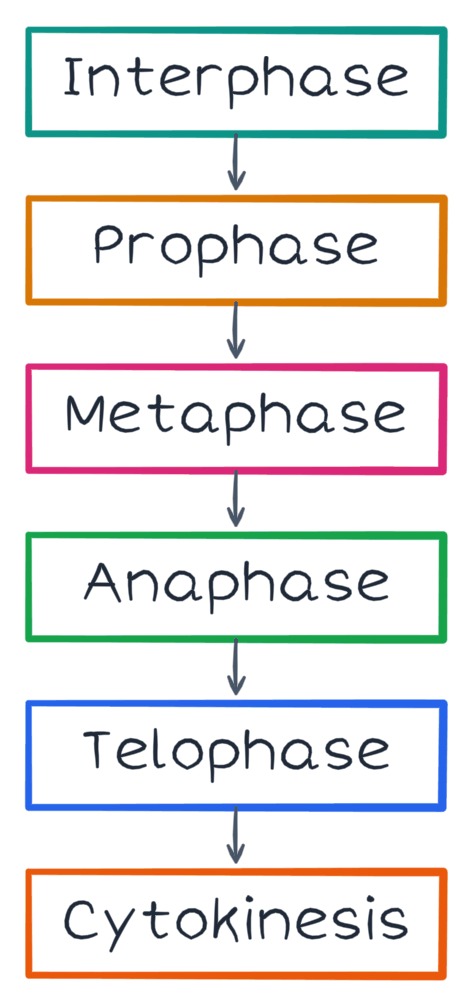 A handwritten flowchart for mitosis stages